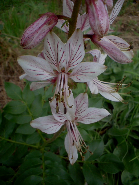 Dictamnus albus / Dittamo albo